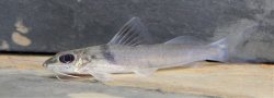 Pimelodella sp. `RIO VENTUARI` - Click for species data page